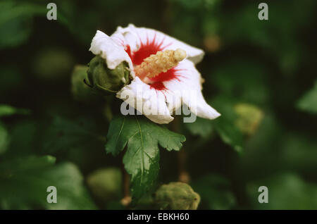 Althaea arbustif, rose-of-Sharon (Hibiscus syriacus 'Red Heart', Hibiscus syriacus Red Heart), fleur Banque D'Images