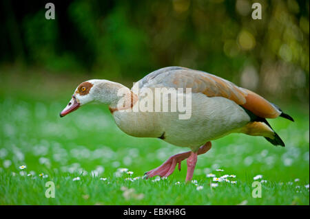 Egyptian goose (Alopochen aegyptiacus), marcher dans un pré, Allemagne Banque D'Images