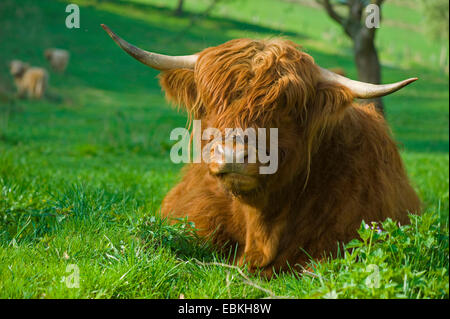 Scottish Highland bovins (Bos primigenius f. taurus), couchée dans un pré Banque D'Images