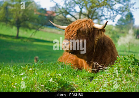 Scottish Highland bovins (Bos primigenius f. taurus), couchée dans un pré Banque D'Images