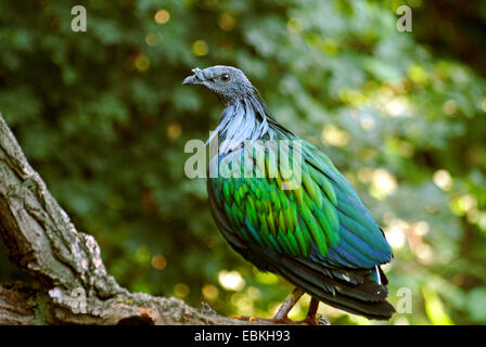 Pigeon nicobar (Caloenas nicobarica), assis sur le bois mort Banque D'Images