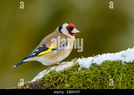 Eurasian goldfinch (Carduelis carduelis), assis sur la mousse de neige, Allemagne Banque D'Images