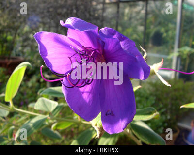 La princesse fleur, Tibouchina urvilleana gloire (bush), fleur Banque D'Images