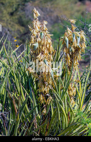 Yucca Yucca Datil, banane (Yucca baccata), avec des fruits, USA, Arizona, Phoenix Banque D'Images