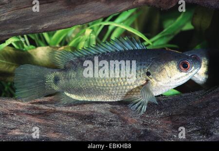 La perche d'escalade, escalade, randonnée pédestre gourami poisson (Anabas testudineus) Banque D'Images