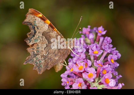 Virgule (Polygonia c-album, Virgule c-album, Nymphalis c-album), boire le nectar des Buddleja davidii, Allemagne Banque D'Images