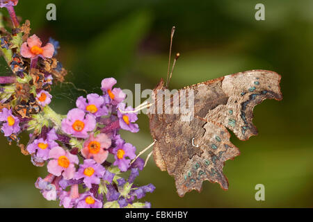 Virgule (Polygonia c-album, Virgule c-album, Nymphalis c-album), boire le nectar des Buddleja davidii, Allemagne Banque D'Images