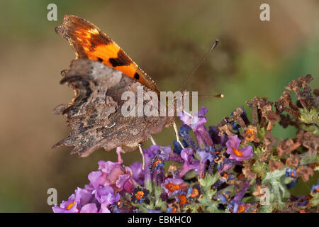 Virgule (Polygonia c-album, Virgule c-album, Nymphalis c-album), boire le nectar des Buddleja davidii, Allemagne Banque D'Images