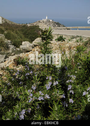 Romarin (Rosmarinus officinalis), la floraison, phare de Cap de Formentor en arrière-plan, l'Espagne, Baléares, Majorque Banque D'Images