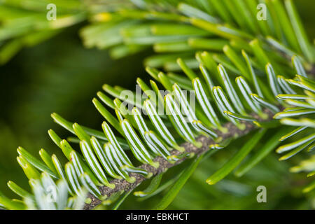 L'argent européen sapin (Abies alba), branche, Allemagne Banque D'Images