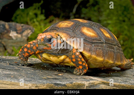 Red-footed tortoise (Chelonoidis carbonaria), front view Banque D'Images