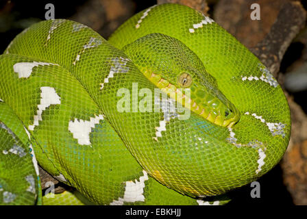Emerald tree boa émeraude d'Amérique du Sud (Corallus caninus Boa des arbres), rolled-up Banque D'Images