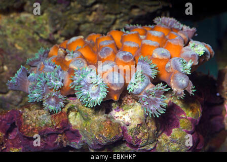 Les coraux durs (Duncanopsammia axifuga), colony Banque D'Images