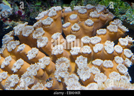 Les coraux durs (Duncanopsammia axifuga), colony Banque D'Images