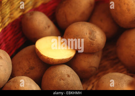 La pomme de terre (Solanum tuberosum Leyla, Solanum tuberosum 'Leyla'), le cultivar Leyla Banque D'Images