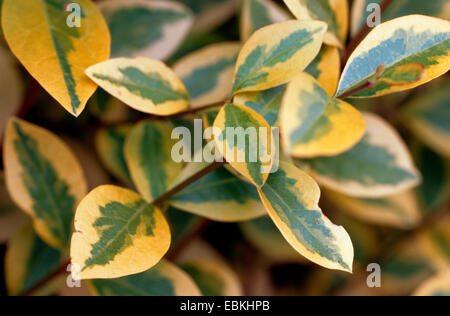 Troène de Chine, cire blanche (Ligustrum lucidum arbre 'Excelsum Superbum', Ligustrum lucidum Excelsum Superbum), les feuilles du cultivar Excelsum Superbum Banque D'Images
