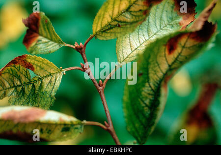 (Apiognomonia Apiognomonia erythrostoma erythrostoma, Gnomonia erythrostoma), demage sur les feuilles de Prunus 'Accolade' Banque D'Images