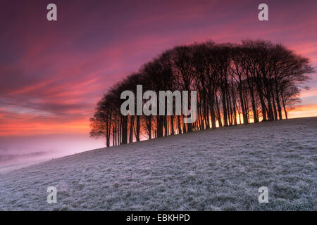 Un beau lever de soleil rouge sur un matin d'hiver glacial au-dessus d'un petit bosquet de hêtres sur une colline près de Lifton dans le Devon Banque D'Images