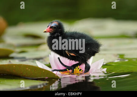 Gallinule poule-d'eau (Gallinula chloropus), Gallinule poule-d'eau un poussin-lily, Allemagne Banque D'Images