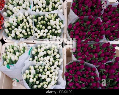 Tulipes de différentes couleurs en vente chez Bloemenmarket à Amsterdam, présentant les offres florales vibrantes du printemps, pays-Bas, Europe Banque D'Images