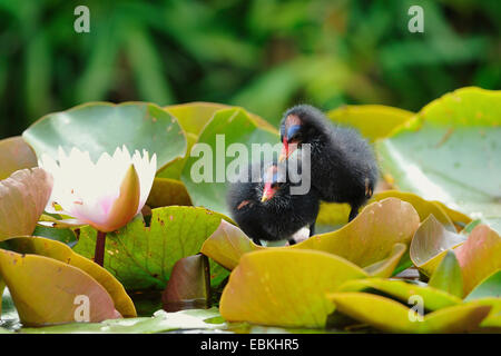 Gallinule poule-d'eau (Gallinula chloropus), deux poussins poule d'eau entre-lily feuilles, Allemagne Banque D'Images