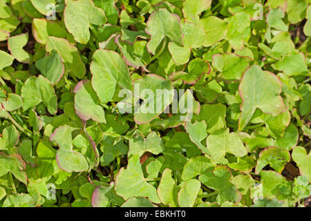 L'oseille français, vraie petite oseille (Rumex scutatus), les jeunes feuilles fraîches, avant la floraison, Allemagne Banque D'Images