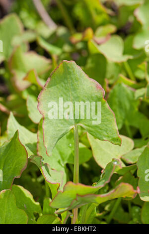 L'oseille français, vraie petite oseille (Rumex scutatus), les jeunes feuilles fraîches, avant la floraison, Allemagne Banque D'Images