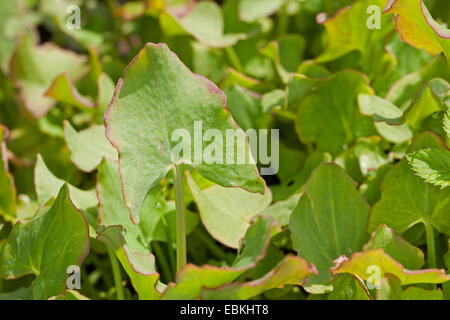 L'oseille français, vraie petite oseille (Rumex scutatus), les jeunes feuilles fraîches, avant la floraison, Allemagne Banque D'Images