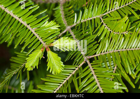 L'argent européen sapin (Abies alba), de la direction générale du dessus avec les jeunes pousses, Allemagne Banque D'Images