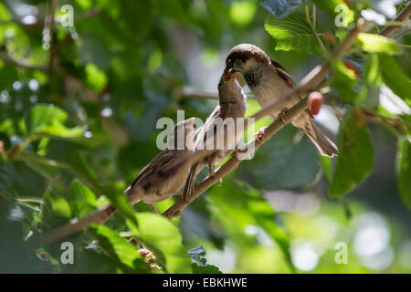 Moineau domestique (Passer domesticus), homme nourrir les jeunes oiseaux, USA, Arizona, Phoenix Banque D'Images