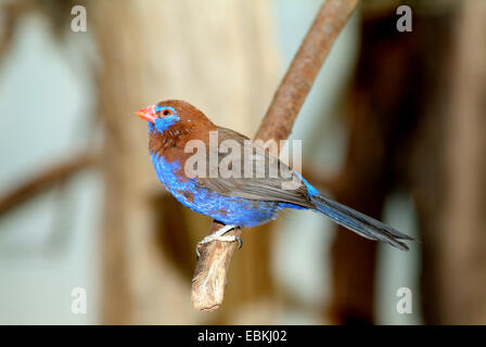 Grenadier (Uraeginthus ianthinogaster pourpre), assis sur une branche Banque D'Images