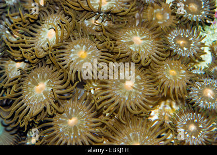 Mat mer Zoanthus (spec.), vue du dessus Banque D'Images