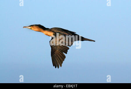 Cape Cormorant (Phalacrocorax capensis), en vol, Afrique du Sud Banque D'Images