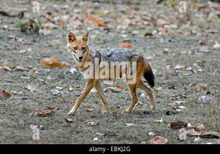 Le chacal doré (Canis aureus), femme, Inde, Madhya Pradesh Banque D'Images