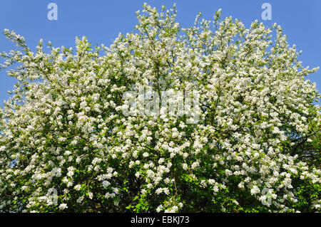 Perle commun Bush (Exochorda racemosa), blooming Banque D'Images