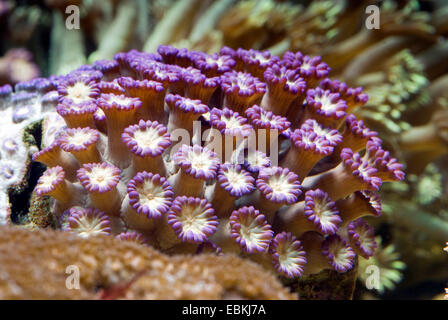 Pot de fleurs corail (Goniopora spec.), colonie Banque D'Images