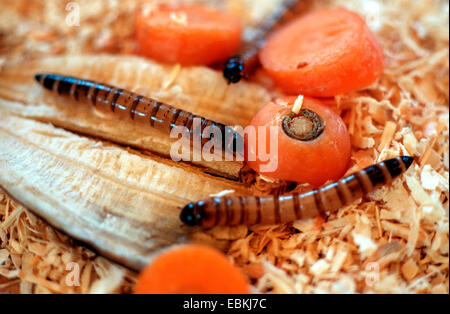 Kingworm Zophobas morio, Superworm (larves), avec des carottes Banque D'Images