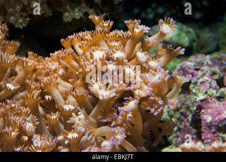 Pot de fleurs corail (Goniopora spec.), macro shot Banque D'Images