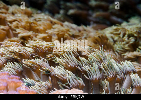 Pot de fleurs corail (Goniopora spec.), colony Banque D'Images