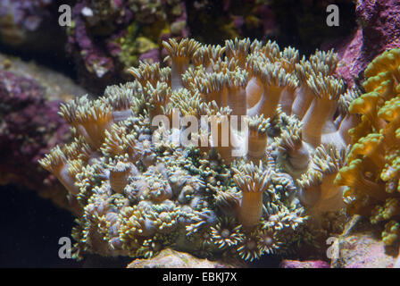 Pot de fleurs corail (Goniopora spec.), colony Banque D'Images