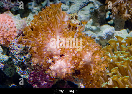 Pot de fleurs corail (Goniopora spec.), colony Banque D'Images