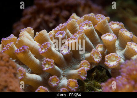 Pot de fleurs corail (Goniopora spec.), macro shot Banque D'Images