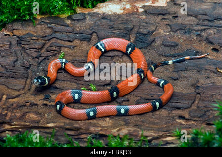 Snake Sinaloan (Lampropeltis triangulum sinaloae), allongé sur un tronc d'arbre Banque D'Images