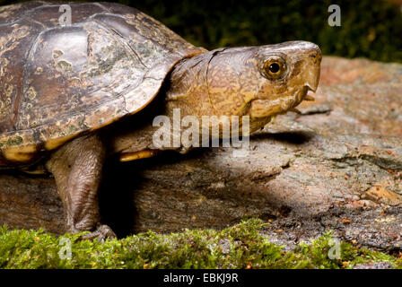 Tortue de la boue, de la boue, de l'Est tortue commune de tortues Kinosternon subrubrum (boue, subrubrum), sur une tige Banque D'Images