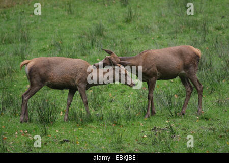 Red Deer (Cervus elaphus), deux Hinds, Allemagne Banque D'Images