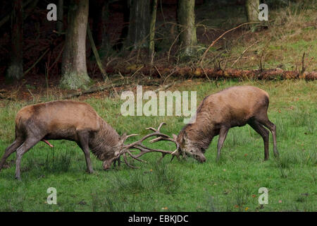 Red Deer (Cervus elaphus), deux taureaux dans une lutte d'orniérage, Allemagne Banque D'Images