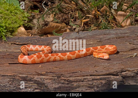 (Elaphe guttata serpent de maïs, Pantherophis guttatus), race Albino Banque D'Images