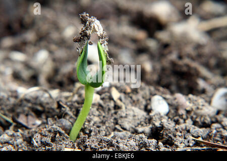 Politique du tournesol (Helianthus annuus), plantule Banque D'Images