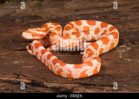 (Elaphe guttata serpent de maïs, Pantherophis guttatus), race Albino Banque D'Images