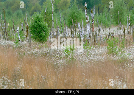 (Eriophorum linaigrette de spec.), Moor land avec linaigrette de fructification, Allemagne Banque D'Images